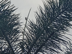 Dendrocopos analis