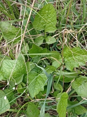 Lapsana communis