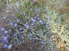 Brodiaea terrestris