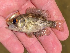 Ambloplites ariommus