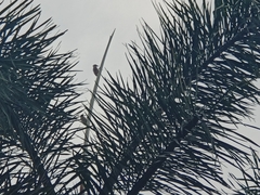 Dendrocopos analis