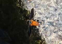 Galactomyia