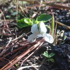 Viola humilis