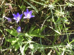 Brodiaea terrestris