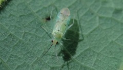 Paraproba crotonica
