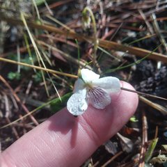 Viola humilis