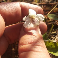 Viola humilis