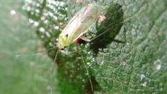 Paraproba crotonica