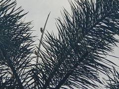 Dendrocopos analis