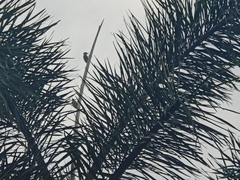 Dendrocopos analis