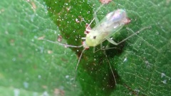 Paraproba crotonica