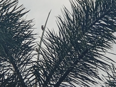 Dendrocopos analis