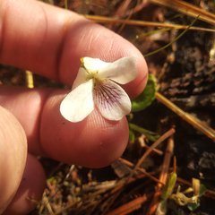 Viola humilis