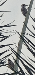 Dendrocopos analis