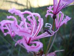 Nerine humilis