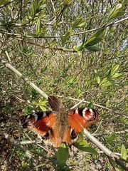 Aglais io