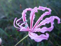 Nerine humilis