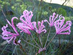 Nerine humilis