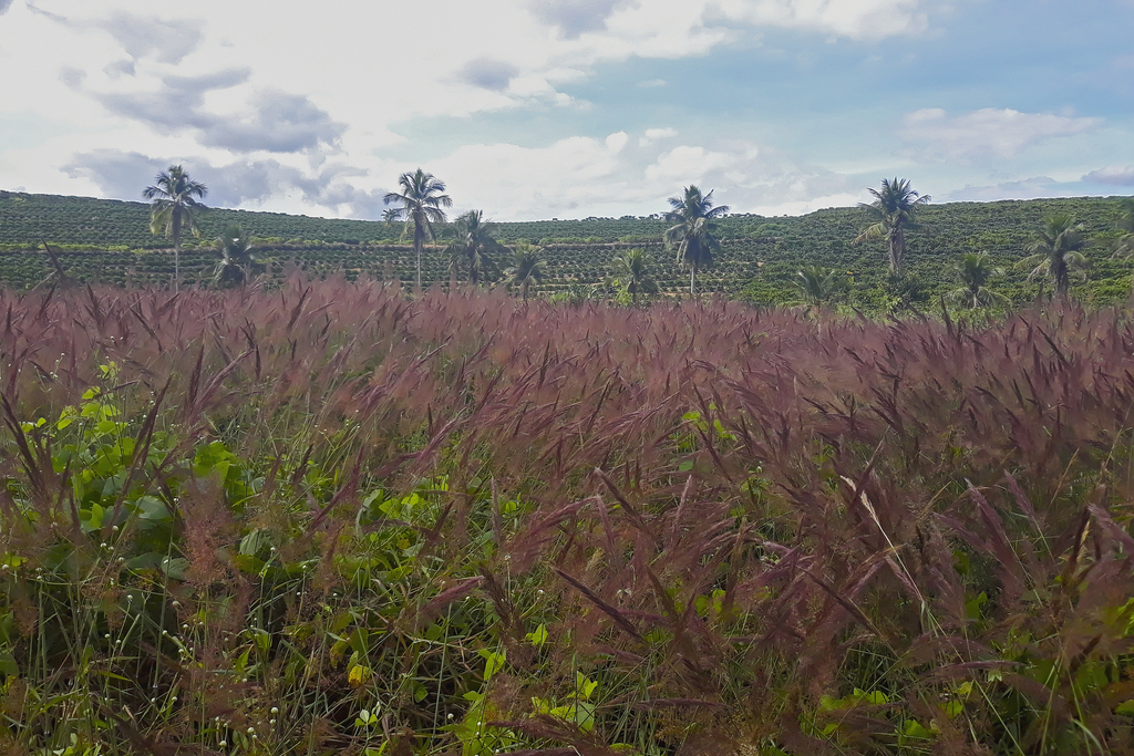 Molasses Grass from Linhares, ES, Brasil on May 30, 2020 at 0142 PM by Gabriel Bonfa · iNaturalist