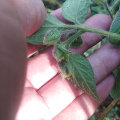 Physalis coztomatl