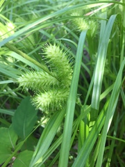 Carex lurida