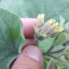 Physalis coztomatl