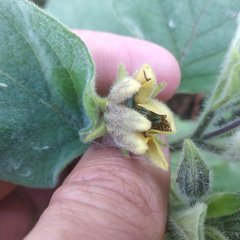 Physalis coztomatl