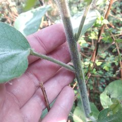 Physalis coztomatl