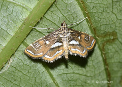 Paracymoriza cataclystalis
