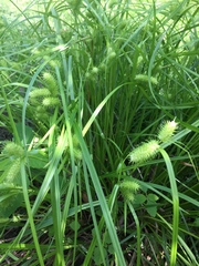 Carex lurida