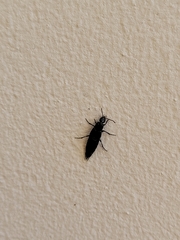 Coleoptera