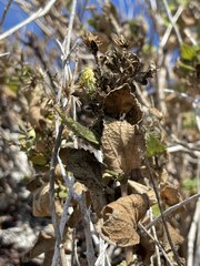 Brickellia peninsularis