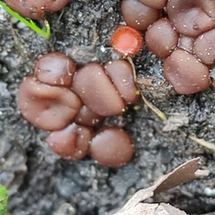 Adelphella babingtonii