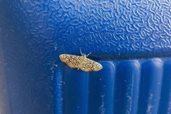 Haritalodes