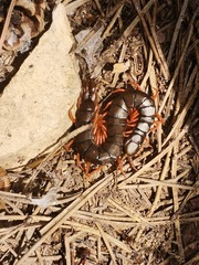 Scolopendra cingulata