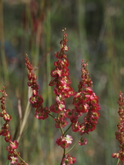 Rumex intermedius