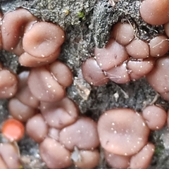 Adelphella babingtonii