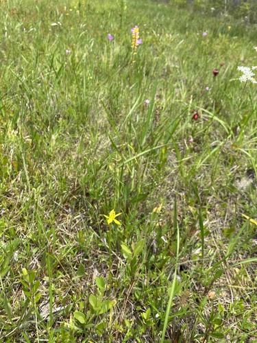 Harperocallis flava image