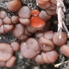Adelphella babingtonii