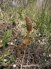 Equisetum arvense