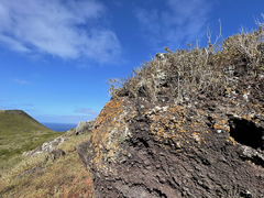 Brickellia peninsularis