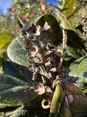 Citharexylum sulcatum