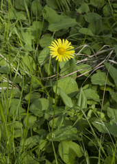 Doronicum caucasicum