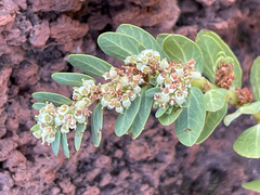 Euphorbia anthonyi