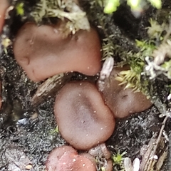 Adelphella babingtonii