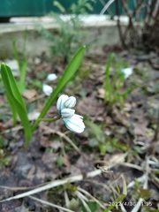 Puschkinia scilloides