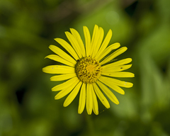 Doronicum caucasicum