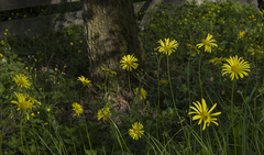 Doronicum caucasicum