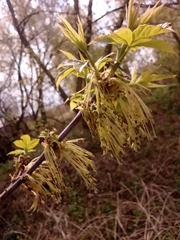 Acer negundo