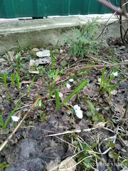 Puschkinia scilloides